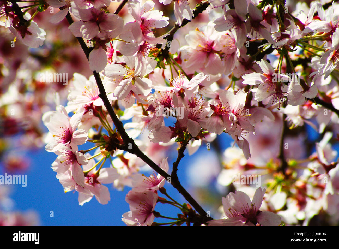 Kirschblüten gegen blauen Himmel Stockfoto