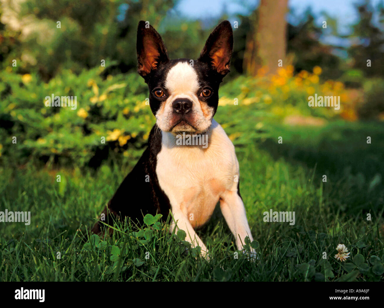 Boston Terrierdog sitzen auf dem Rasen Stockfoto