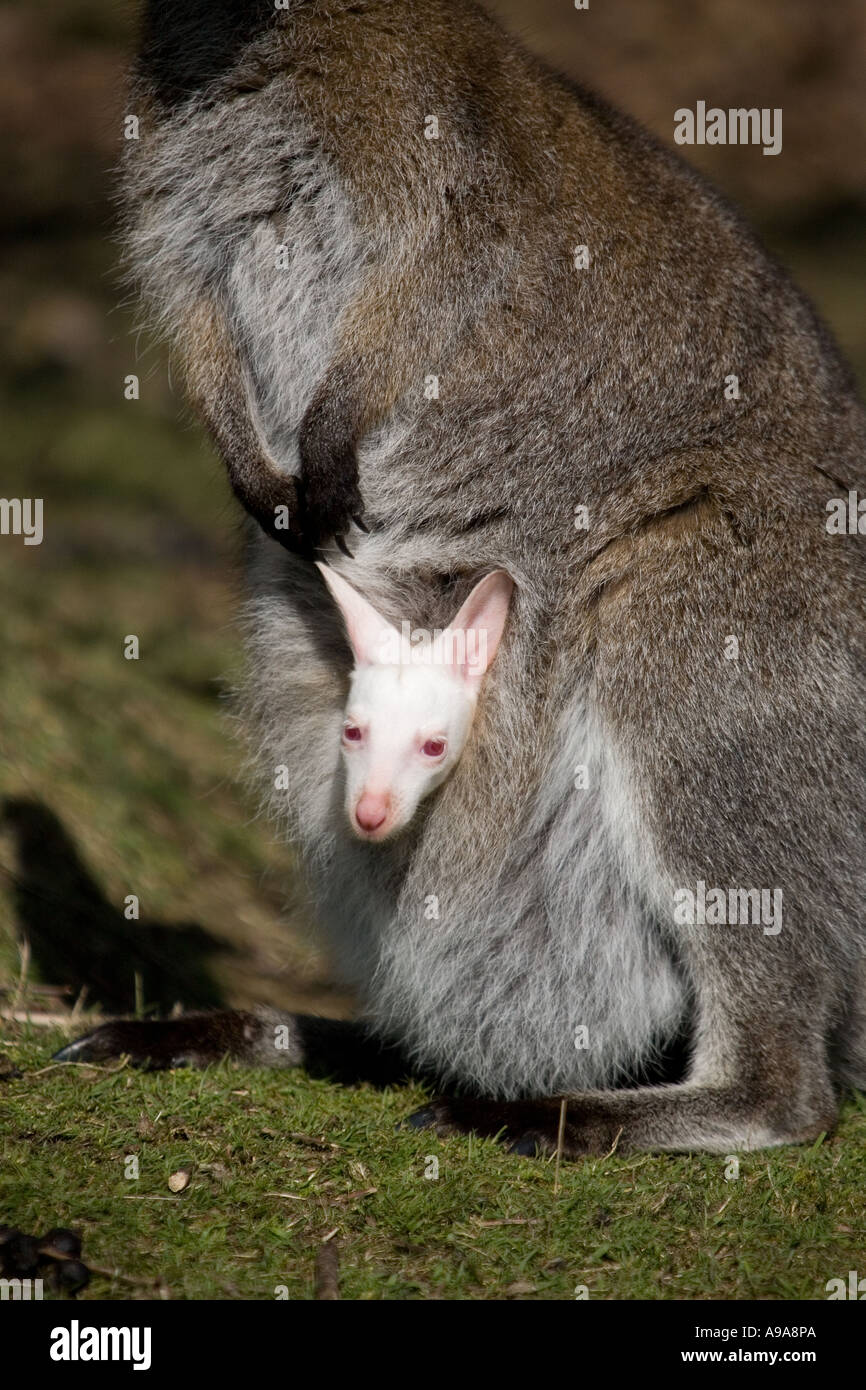 Ein White Wallaby Baby geboren, eine grau WallabyMutter an der West