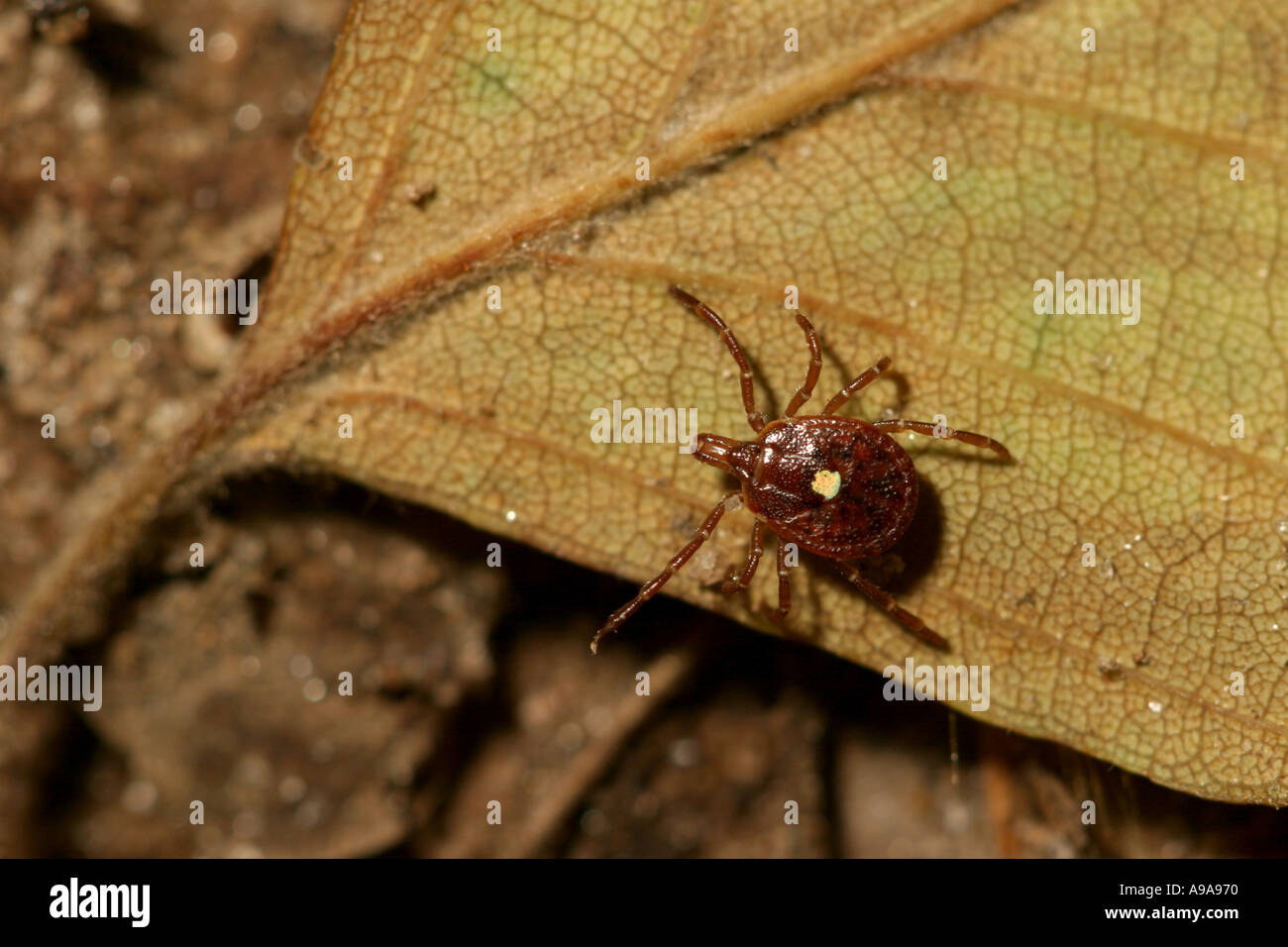 Lone Star Tick Stockfoto