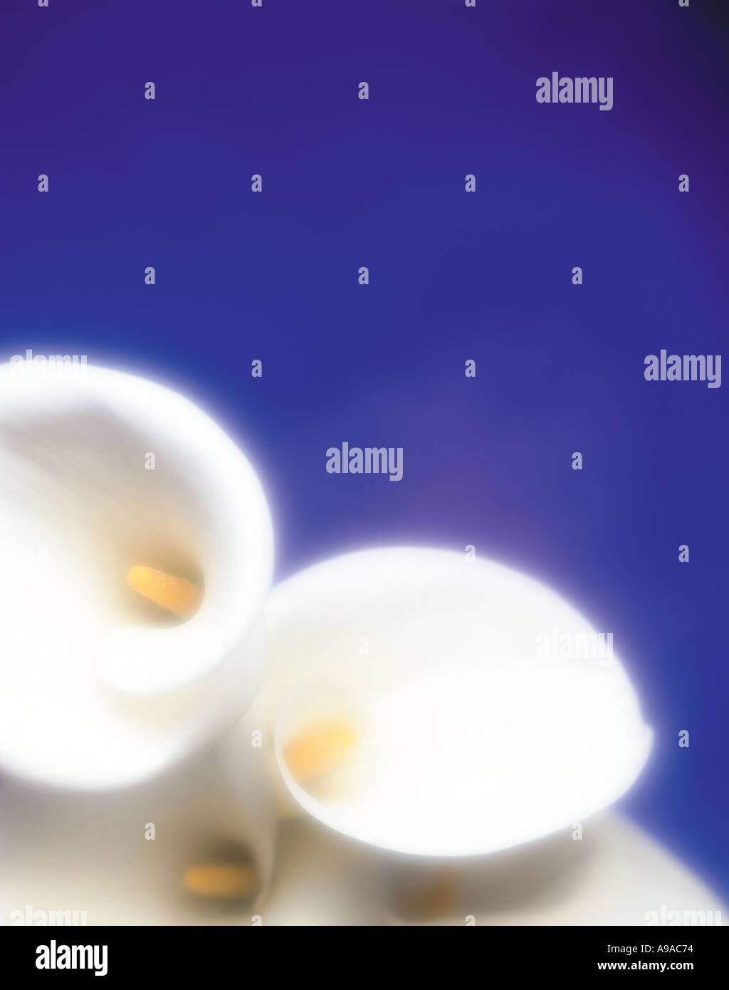 Arum, Frieden Lilie, Lilie, Frieden, Liebe, Symbol, Hochzeit, Beerdigung, Arum, weiß, rein, Blume, Blüte, Deco, Stockfoto