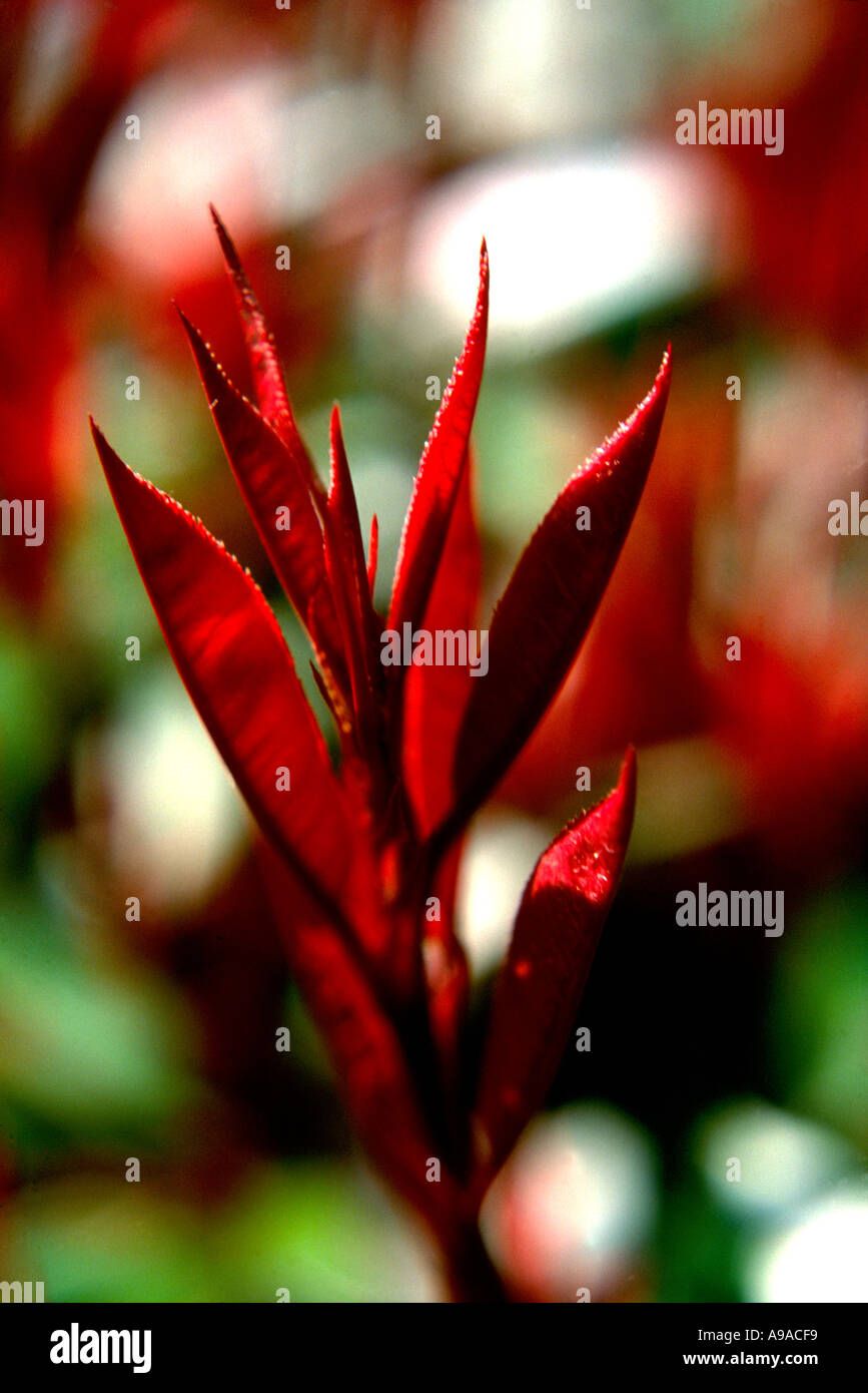 Photinia Fraseri leuchtet rot mit neuen Frühling Wachstum Stockfoto