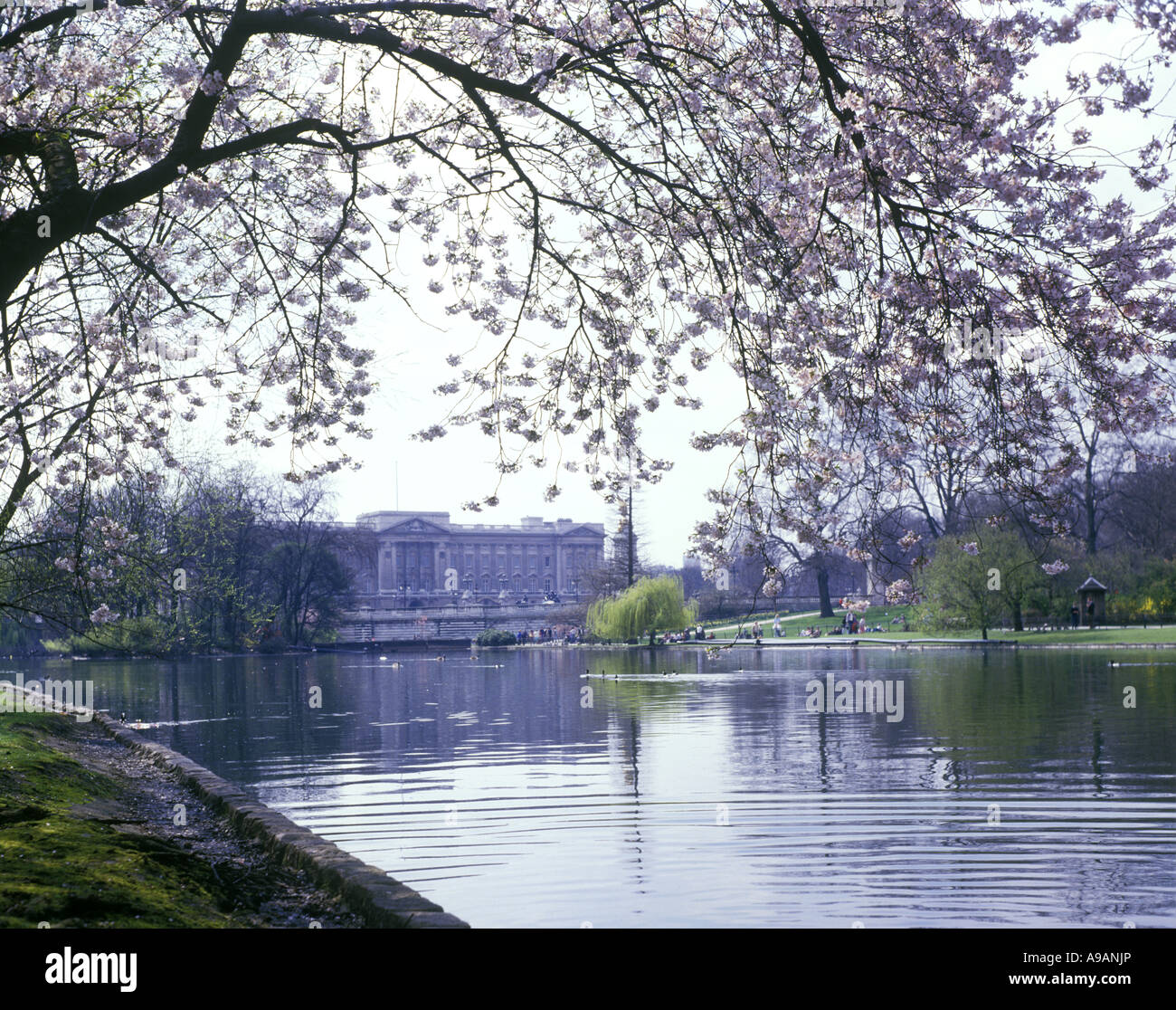 FRÜHLING BLÜHT BUCKINGHAM PALACE LAKE SAINT JAMES PARK LONDON ENGLAND UK Stockfoto