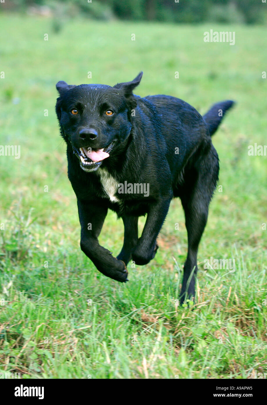 Ein schwarzer Labrador läuft auf Kamera mit Zunge hängt heraus Stockfoto