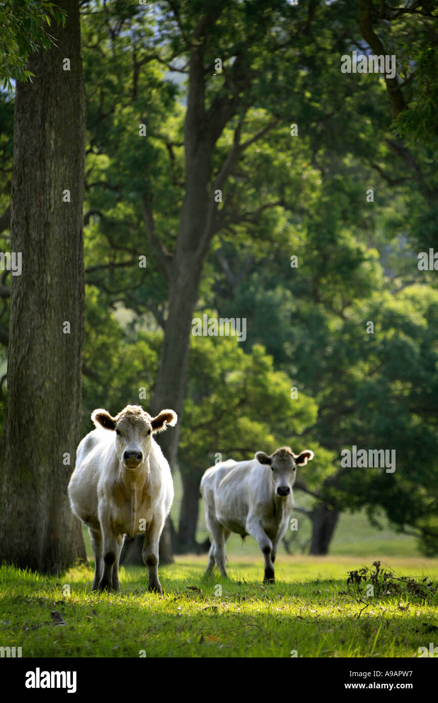 Charolais-Rindern im Schatten der Bäume im arkadischen Weiden Stockfoto