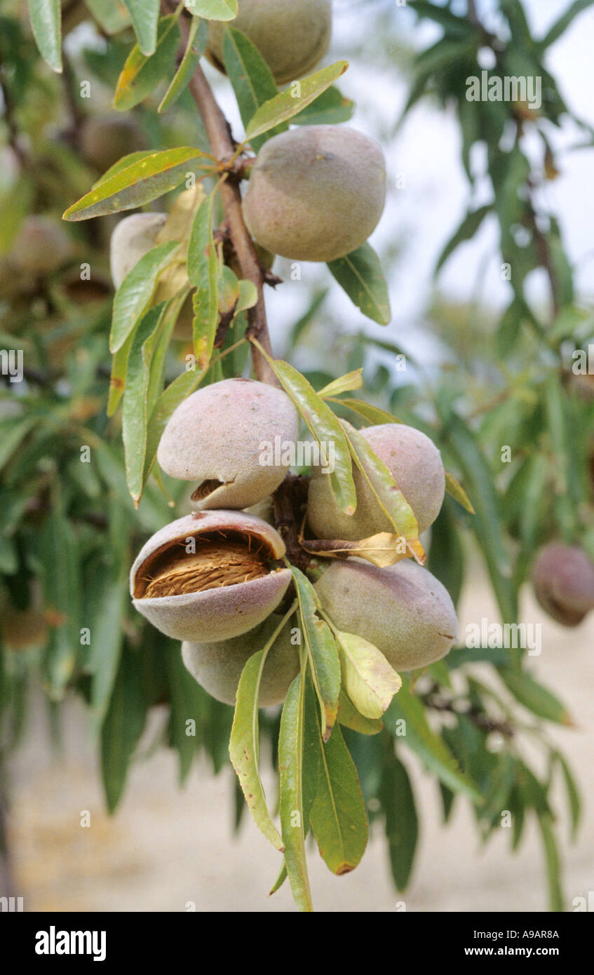 Mandeln auf Baum Stockfoto