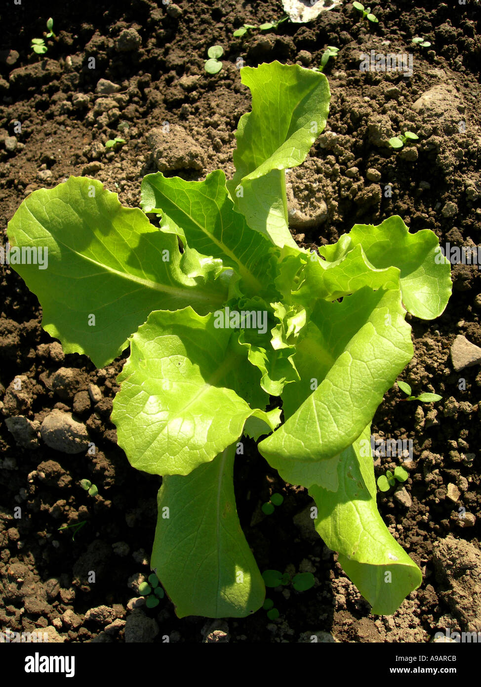 Bio-Salat-Anlage Stockfoto