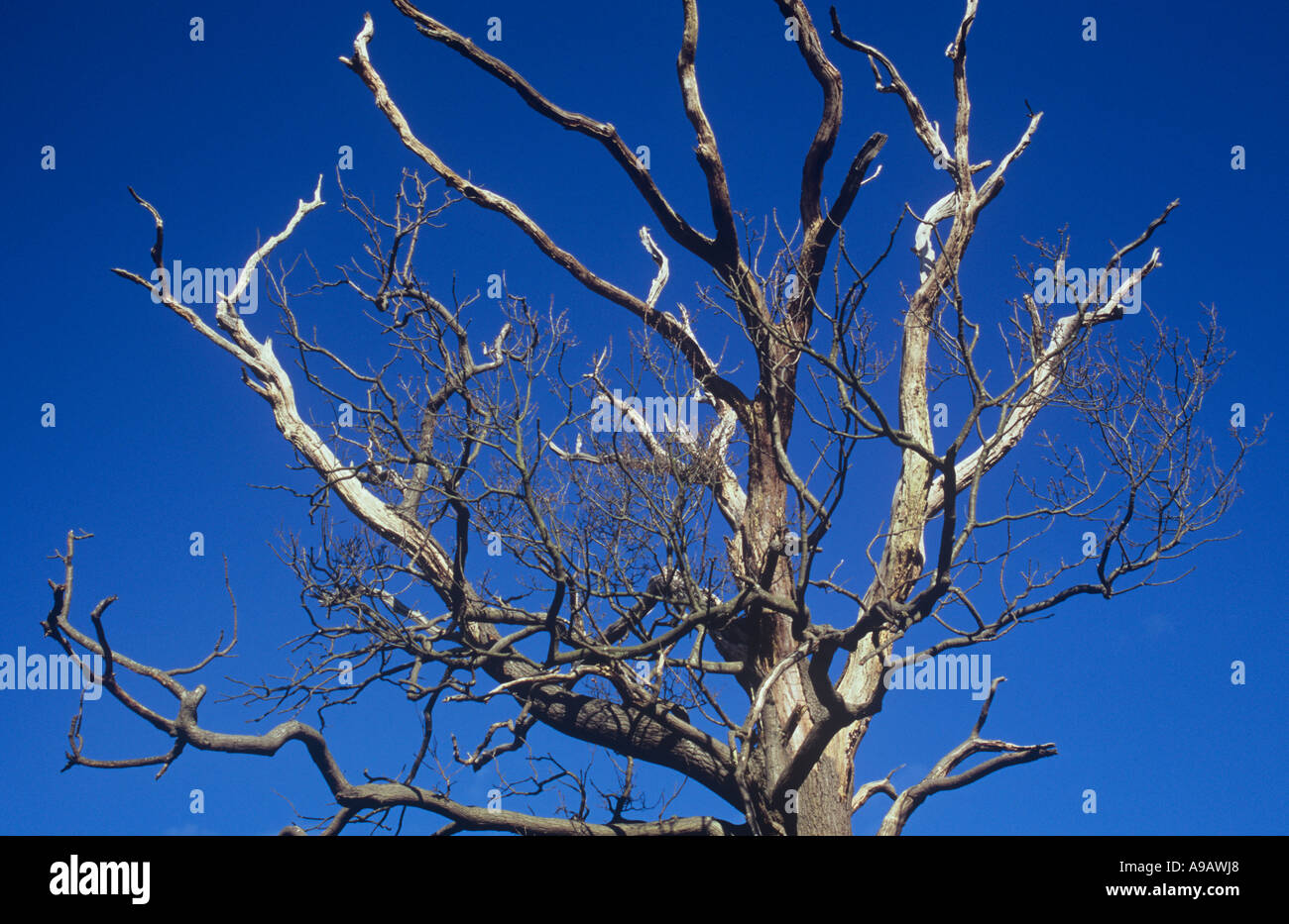 Detail des oberen Teils eines sterbenden Stieleiche oder Quercus Robur Baum unter einem klaren blauen Himmel Stockfoto