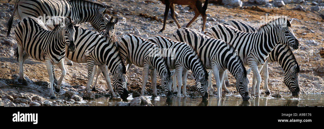 Zebras trinken Etosha Nationalpark Namibia Stockfoto
