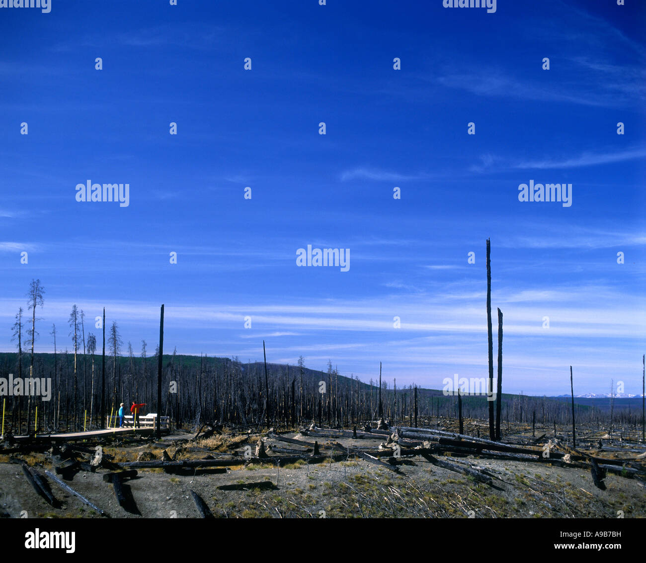 VERBRANNTER WALD YELLOWSTONE NATIONALPARK WYOMING USA Stockfoto