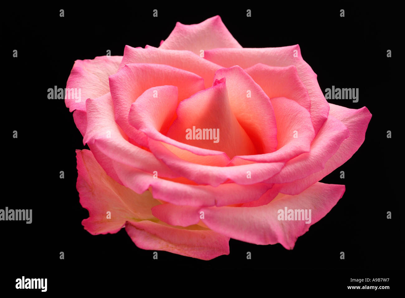 rosa rot schwarz einzelne rose Stamm Blume Natur natürliche Ausschnitt Blatt Fransen Curl Knospe Rand einzelne Romantik romantische Liebe Valentinstag Stockfoto
