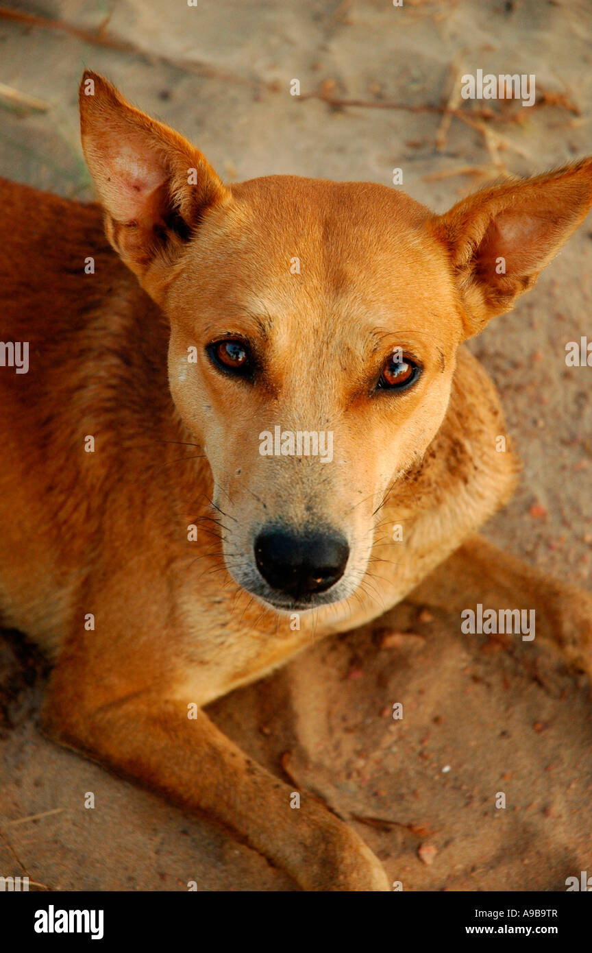 Streunende Hunde, Mandrem Beach, Goa, Indien, Asien Stockfoto