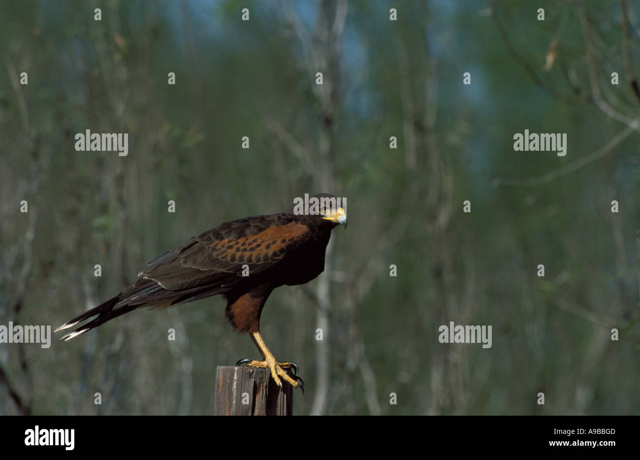 Harris Hawk Parabuteo Unicinctus südlichen Texas USA Stockfoto