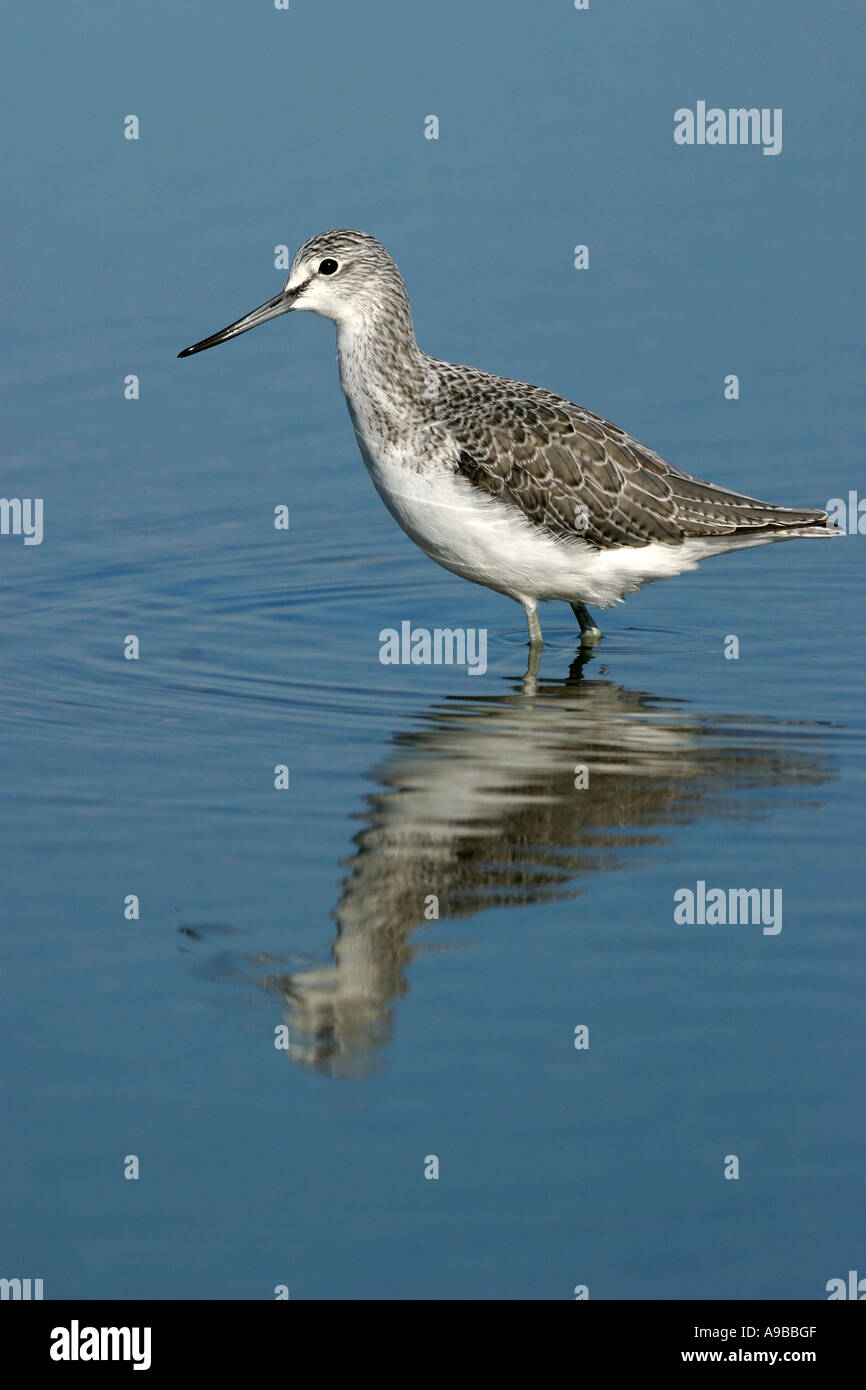 Grünschenkel Tringa Nebularia waten im Wasser Snettisham RSPB Reserve Norfolk Vereinigtes Königreich Stockfoto