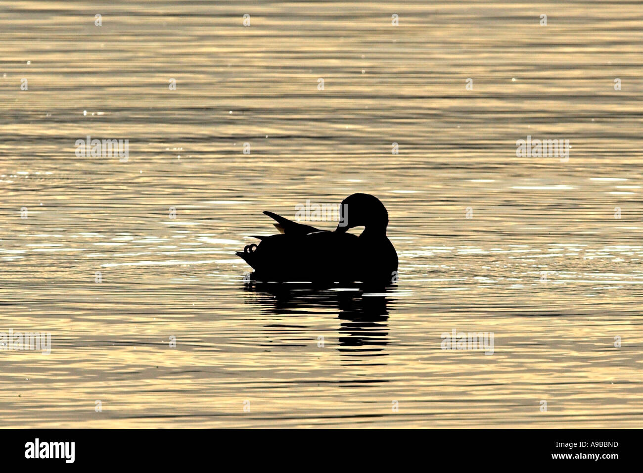 Stockente Anus Platyrhynchos Männlich putzen am Moray Firth Inverness Shire Highland Schottland Vereinigtes Königreich Stockfoto