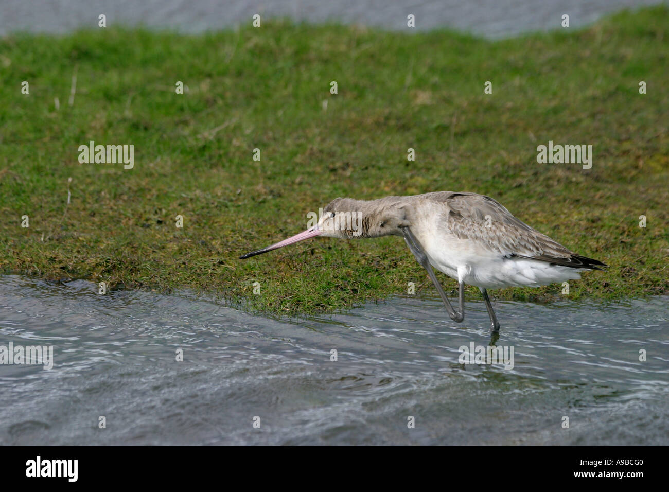 Schwarz-angebundene Uferschnepfe kratzen Limosa Limosa Eden Mündung Fife Vereinigtes Königreich Stockfoto