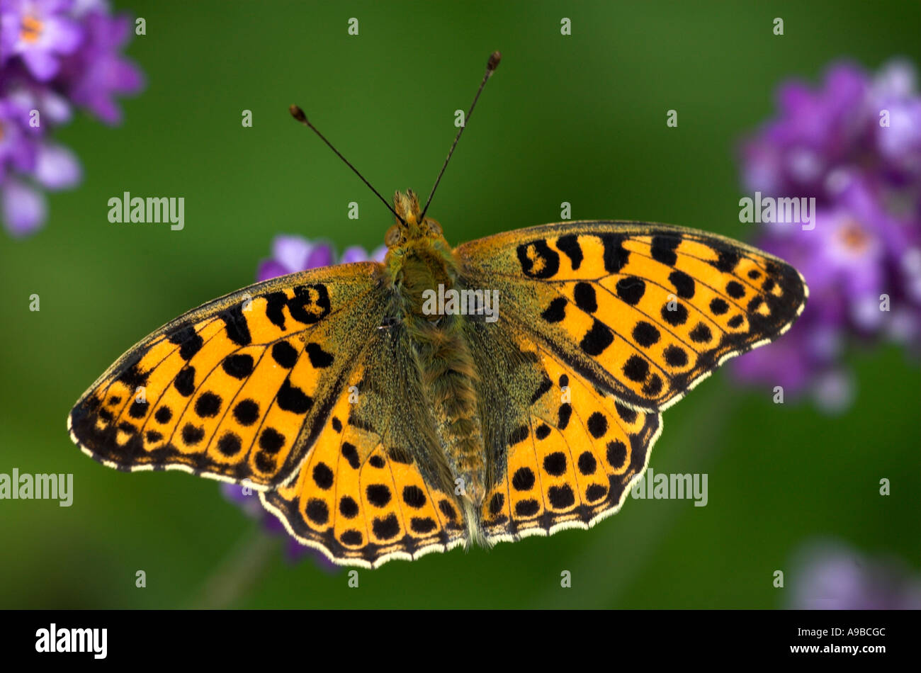 Königin von Spanien Fritillary Butterfly Argynnis Lathonia Vereinigtes Königreich Stockfoto