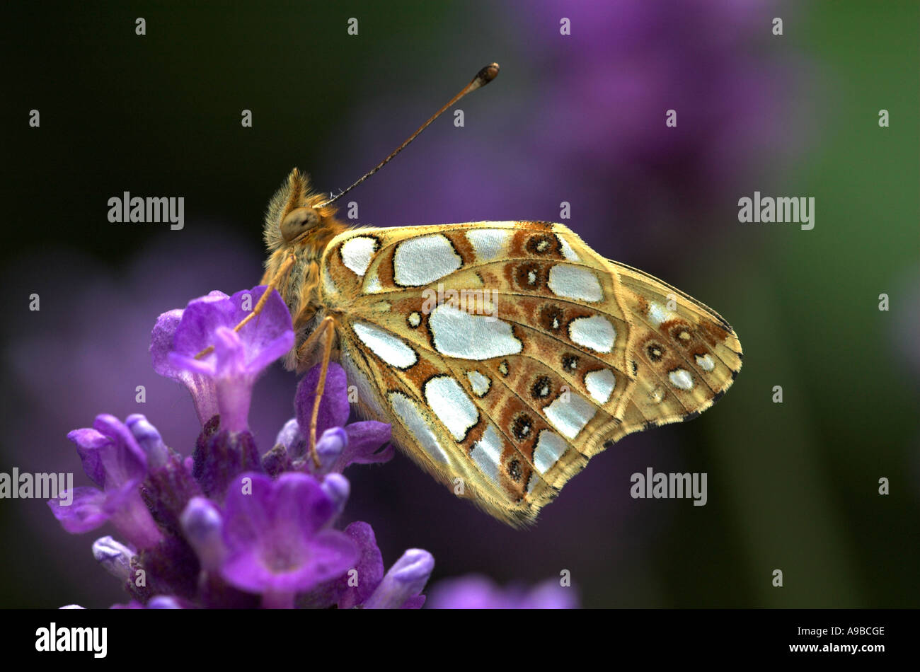 Königin von Spanien Fritillary Butterfly Argynnis Lathonia Vereinigtes Königreich Stockfoto