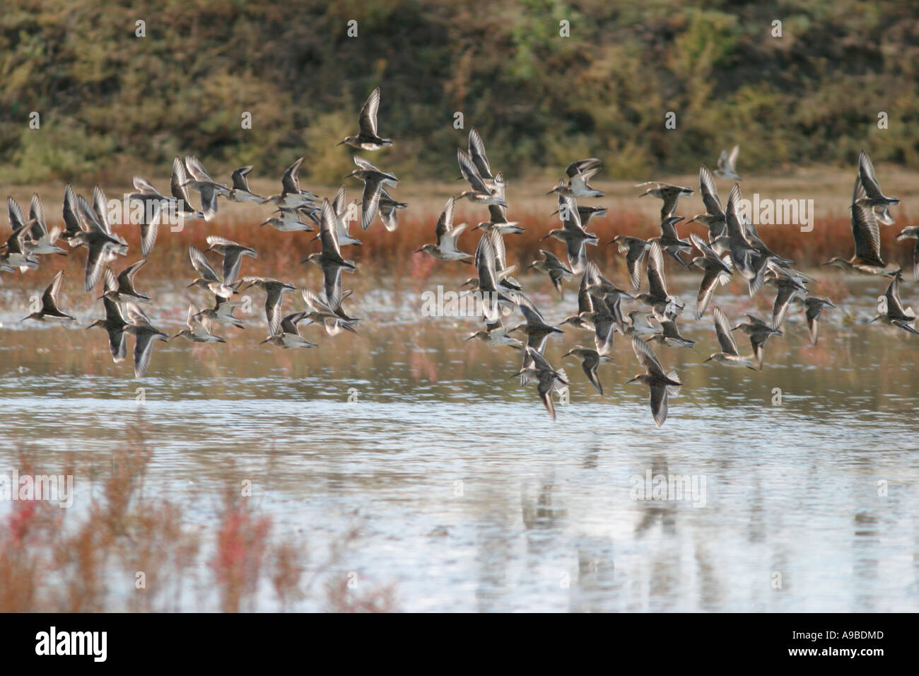 Watvögel in Pomorie-See, Bulgarien Stockfoto