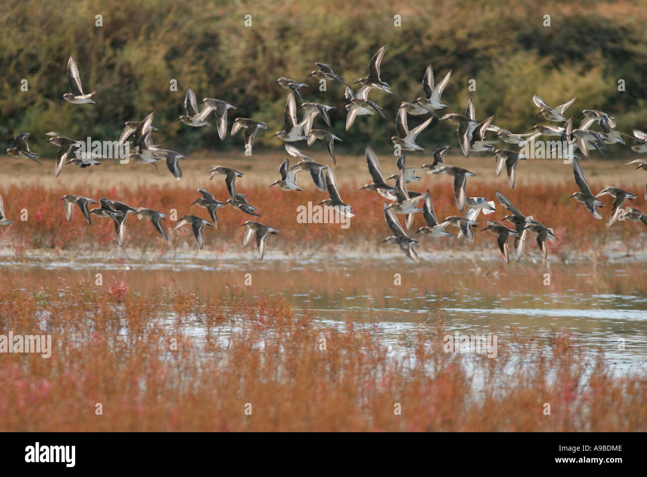 Watvögel in Pomorie-See, Bulgarien Stockfoto