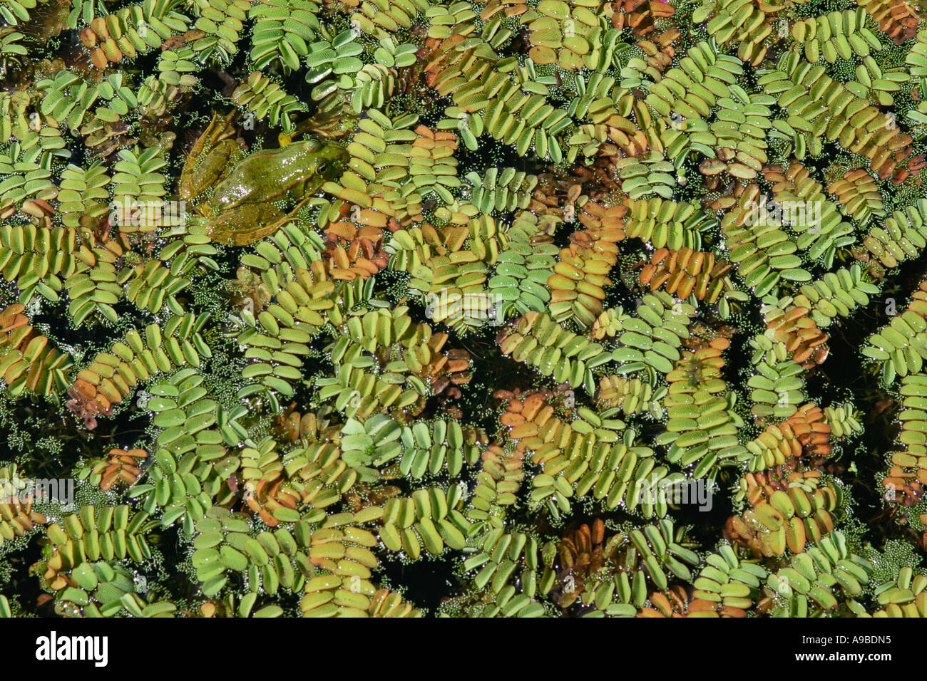 Ein Frosch (Rana Ridibunda) im Naturschutzgebiet Alepu Marsh, Schwarzmeerküste, Bulgarien Stockfoto