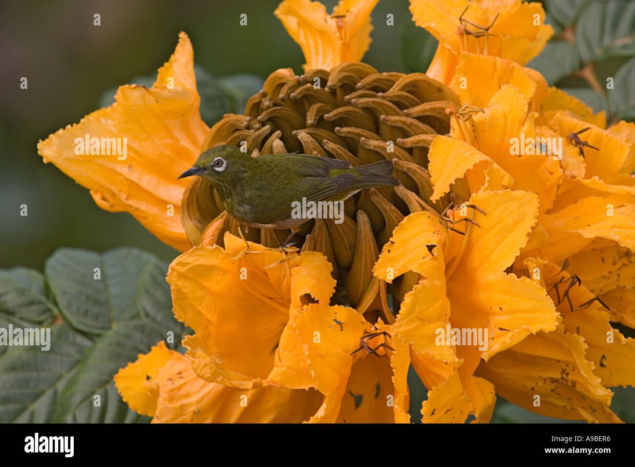Japanische White-eye (Zosterops Japonicus) auf afrikanischen Tulpe (Spathodea Campanulata) Baum Blüte Stockfoto