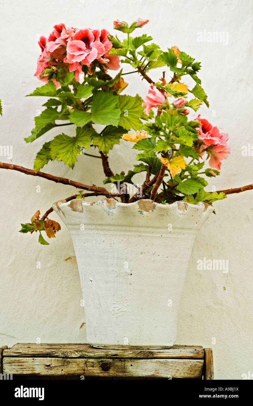 bemalte Terracotta-Topf oder Container mit rosa Geranien in der mediterranen Stadt Vejer De La Frontera Spanien Andalusien Stockfoto