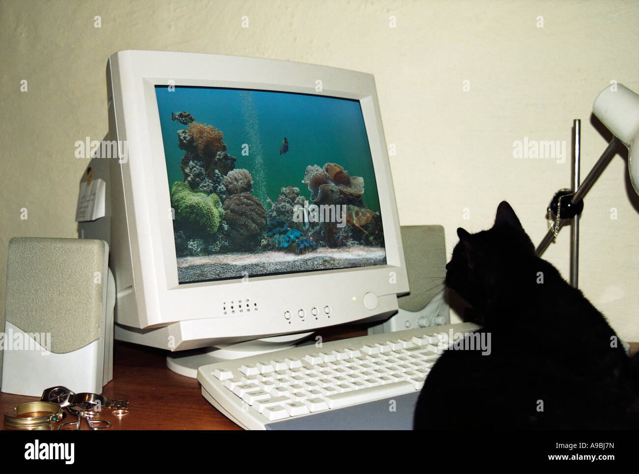 Katze betrachten Screensaver auf computer Stockfoto
