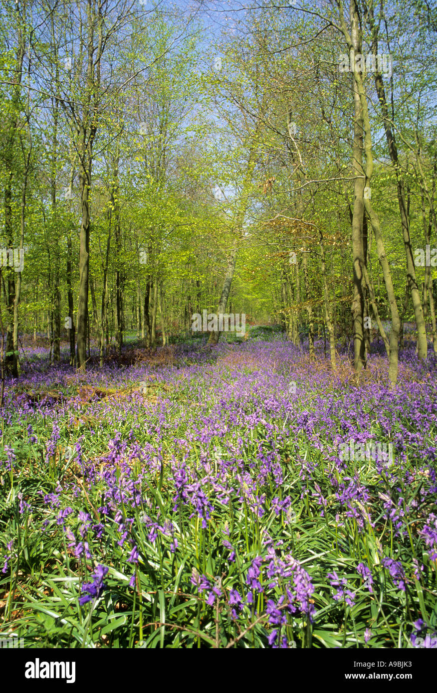 Bluebell Holz in West Sussex England. Stockfoto