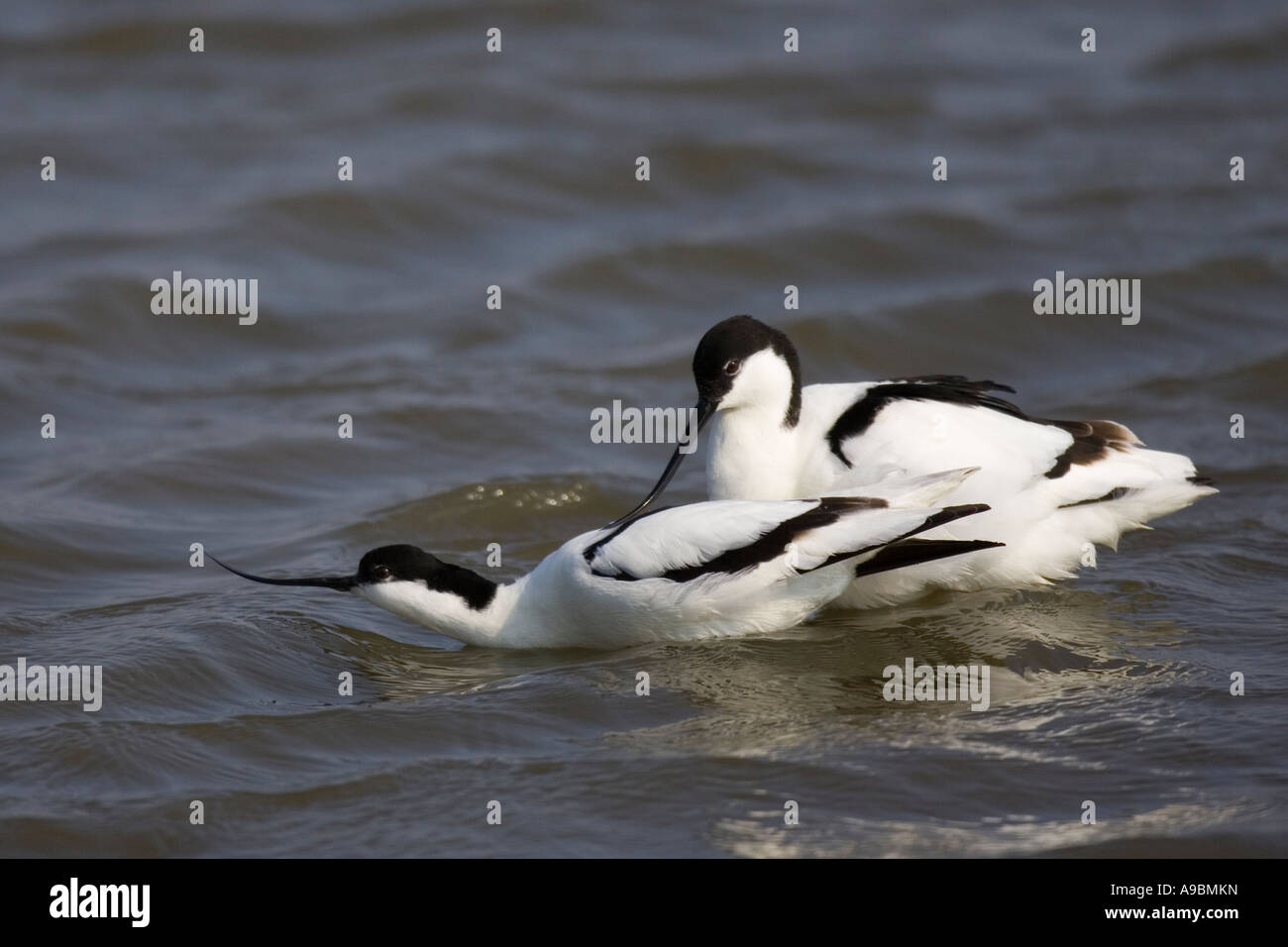 Trauerschnäpper Säbelschnäbler (Recurvirostra Avocetta) Balz Stockfoto