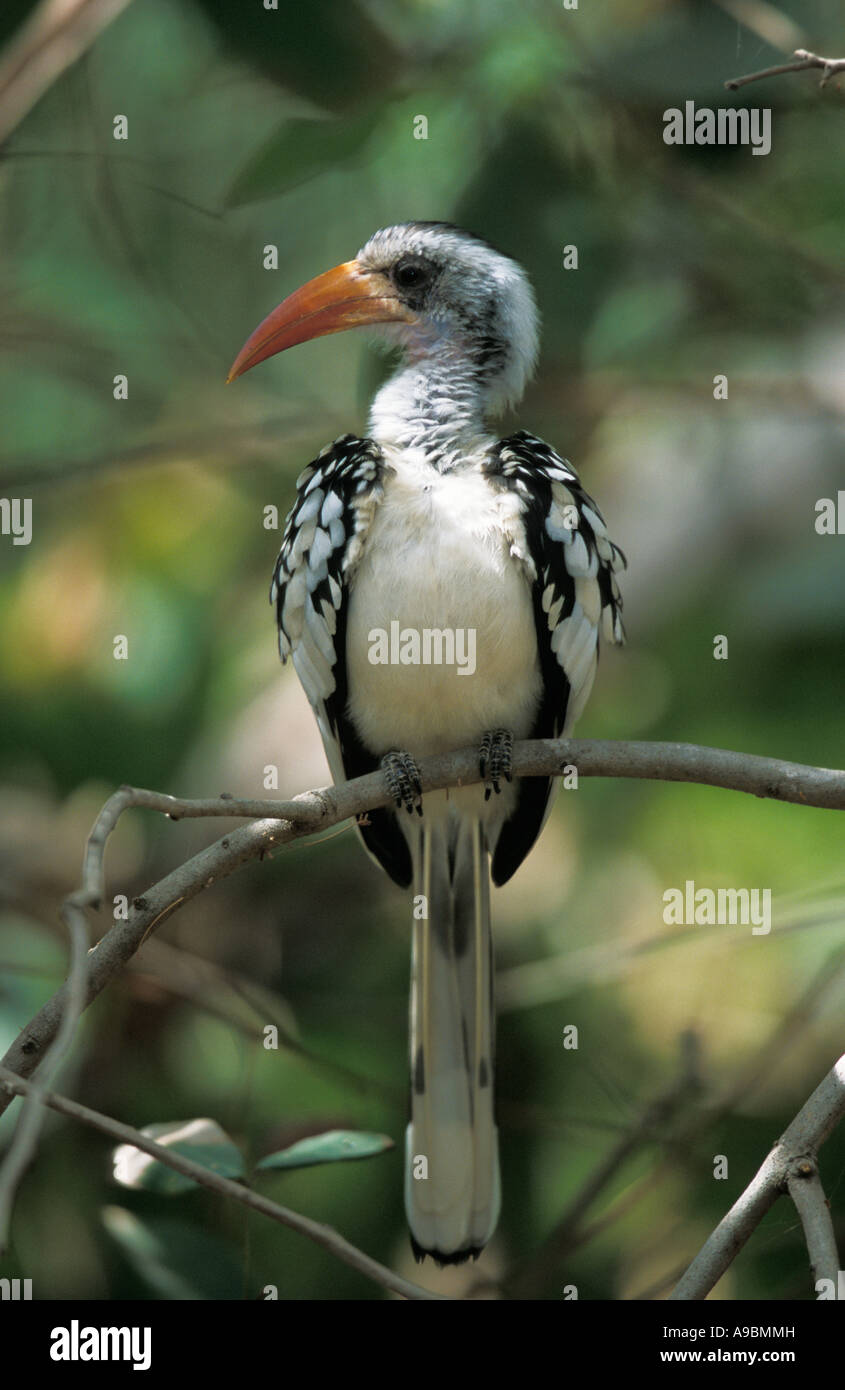Rot-billed Hornbill (Tockus Erythrorhynchos) Stockfoto