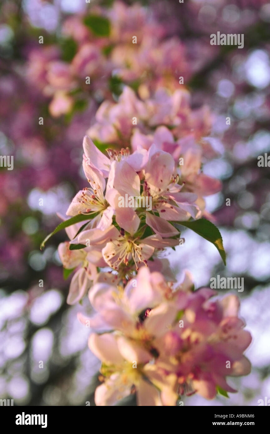 Blüten Hartriegel Stockfoto