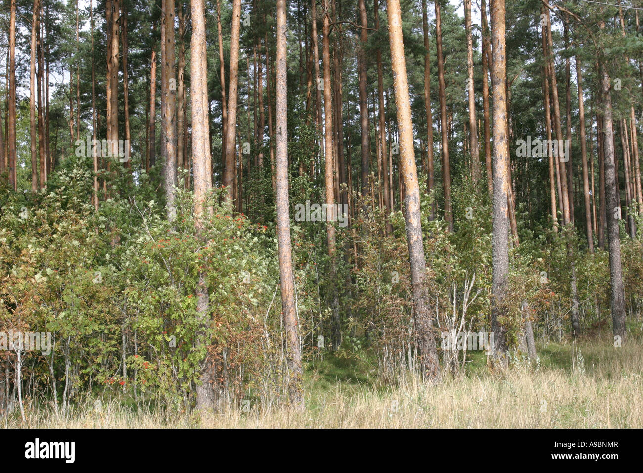 Estland - Pinienwälder an der Ostseeküste Stockfoto