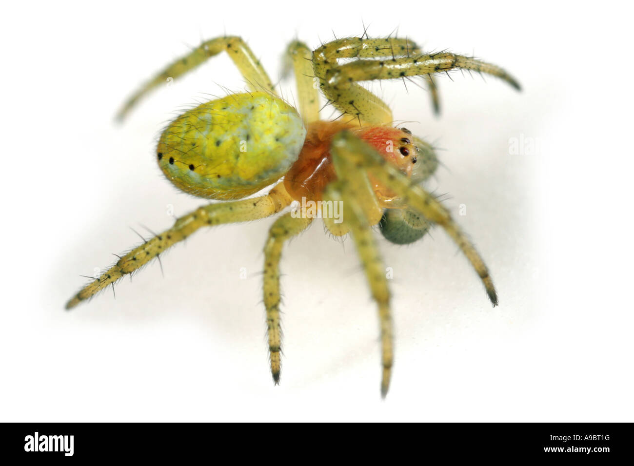 Gurke Spinne, Araniella Cucurbitina auf weißem Hintergrund Stockfoto
