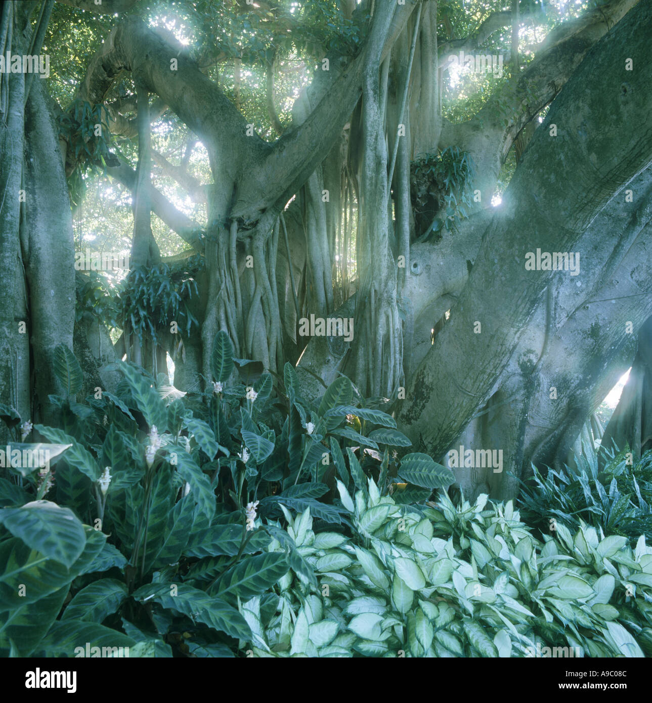 Banyan-Baum in Cypress Gardens Florida Stockfoto