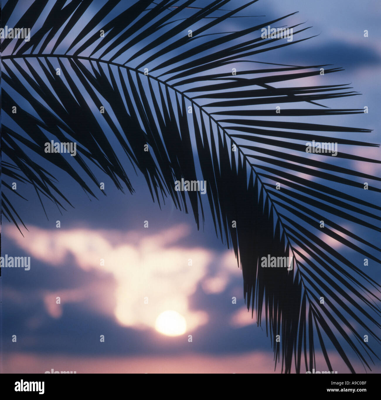 Palmwedel hängen von Baum bei Sonnenuntergang Stockfoto