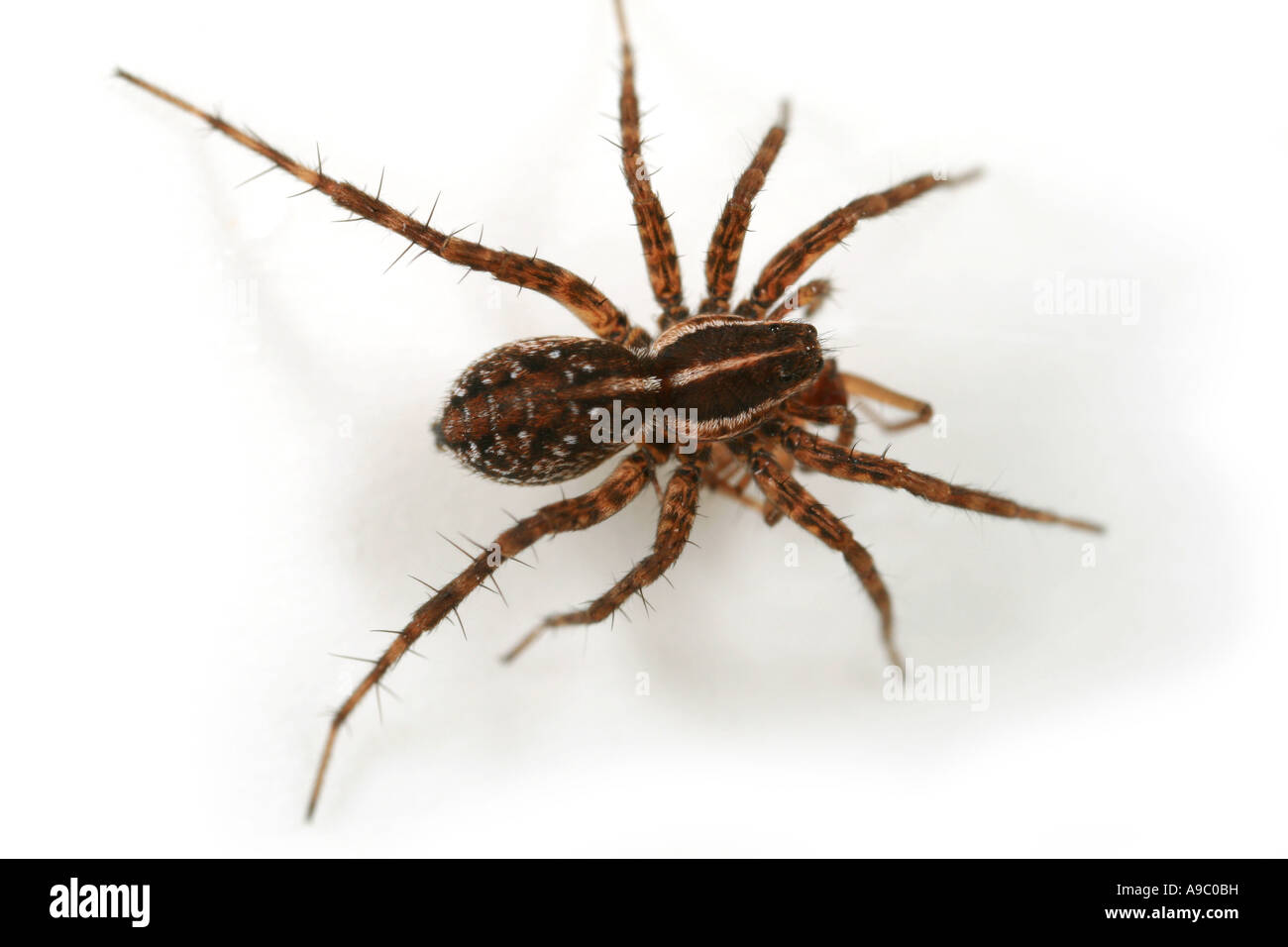 Pardosa Palustris, eine Wolfsspinne, Familie Lycosidae, auf weißem Hintergrund, die immer noch mit seiner beten Stockfoto