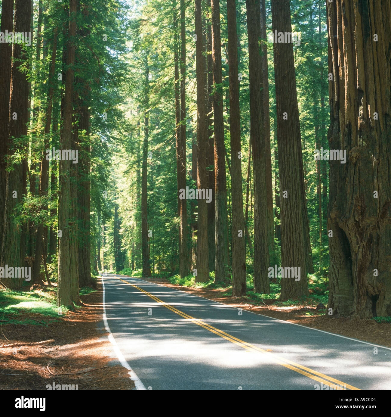 Straße, die durch Redwood Tree Forest in Kalifornien, USA Stockfoto