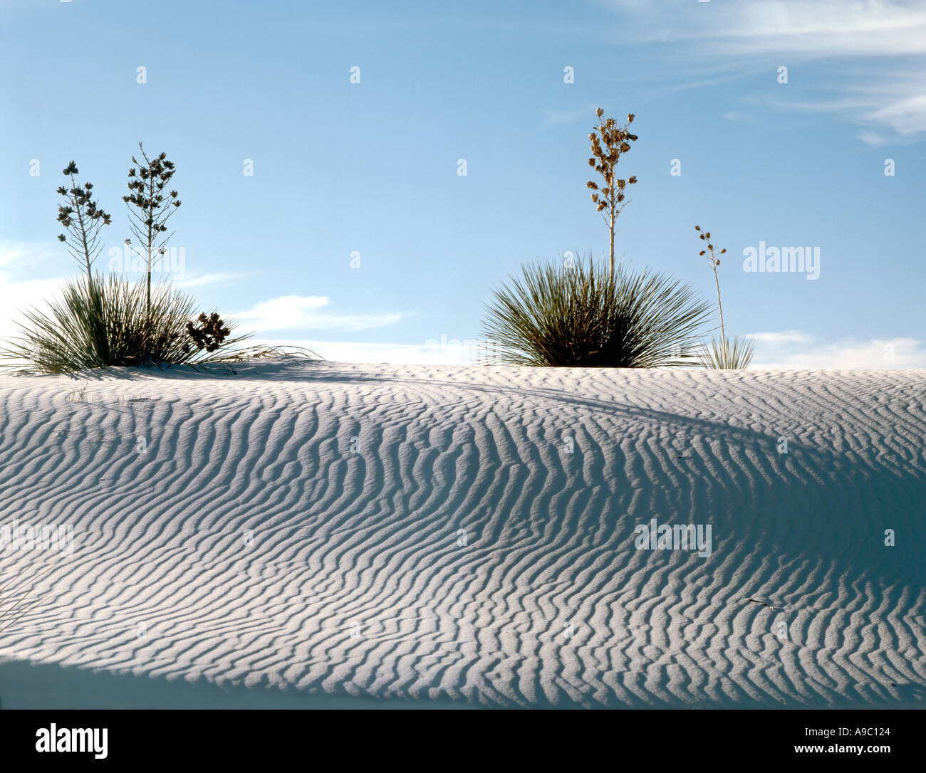 White Sands National Monument in der Nähe von Alamagordo New Mexico Stockfoto