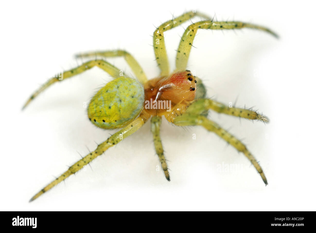Gurke Spider Araniella Cucurbitina auf weißem Hintergrund Stockfoto