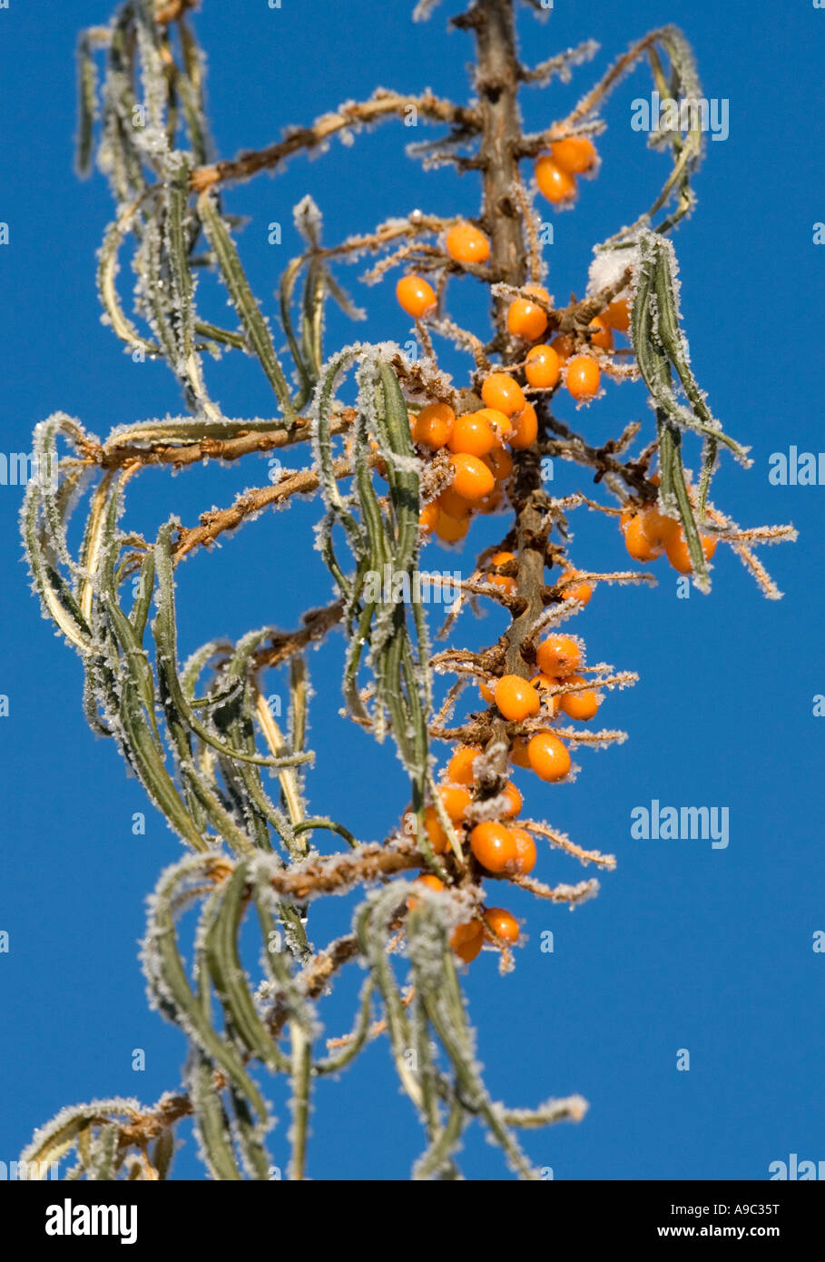 Zweig der Sanddorn ( Hippophaë rhamnoides ) Beeren gegen blauen Himmel , Finnland Stockfoto