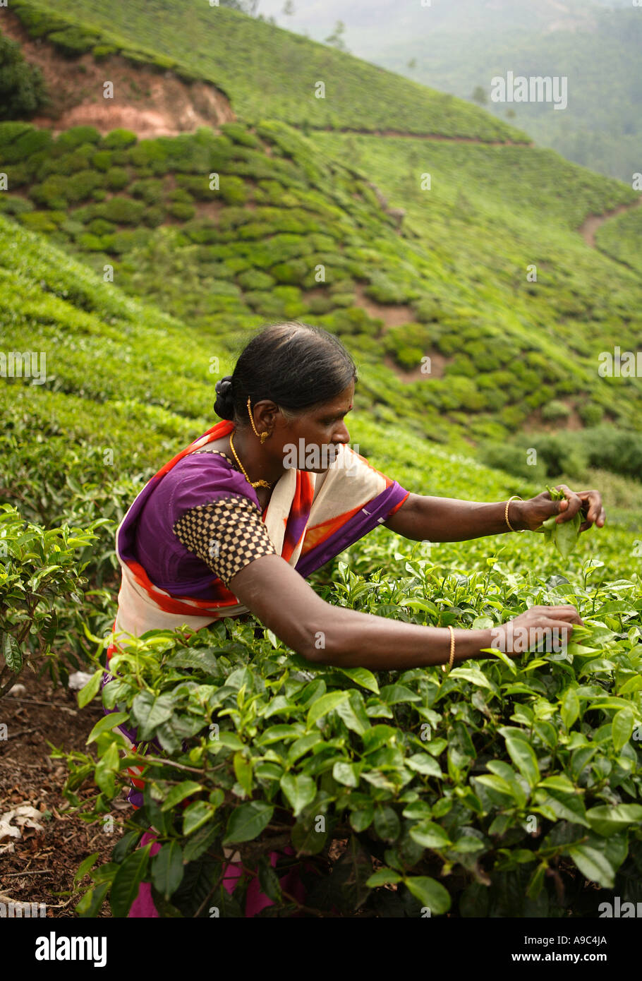 Tee, Kommissionierung, Munnar, Kerala, Südindien. Stockfoto