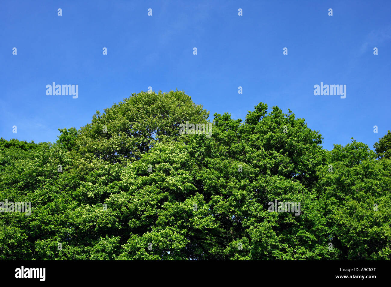 Grüne Bäume und blauer Himmel Stockfoto