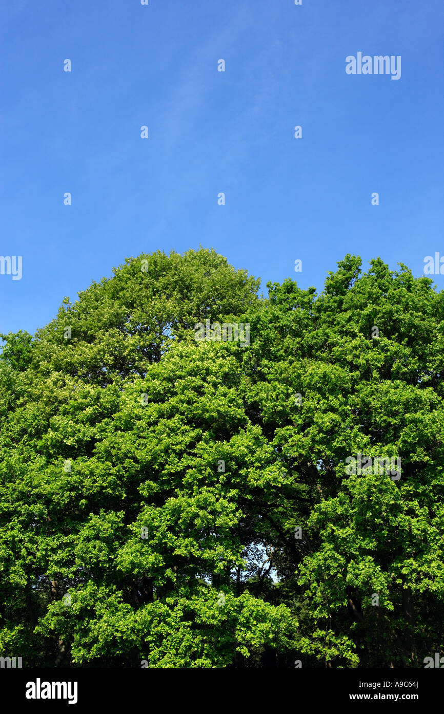 Grüne Bäume und blauer Himmel Stockfoto
