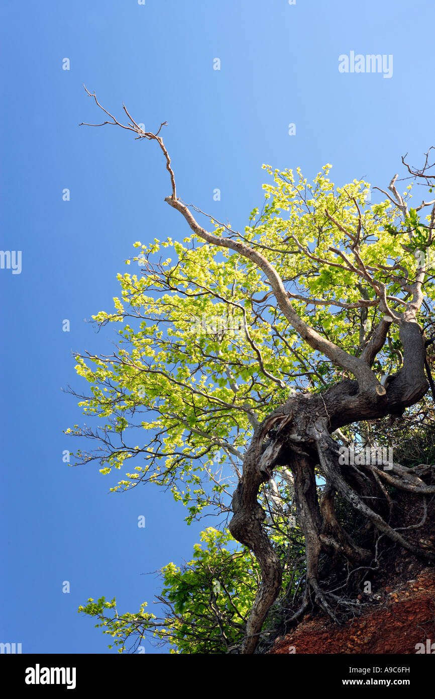 Baum wächst auf erodierten Küstenlinie Stockfoto