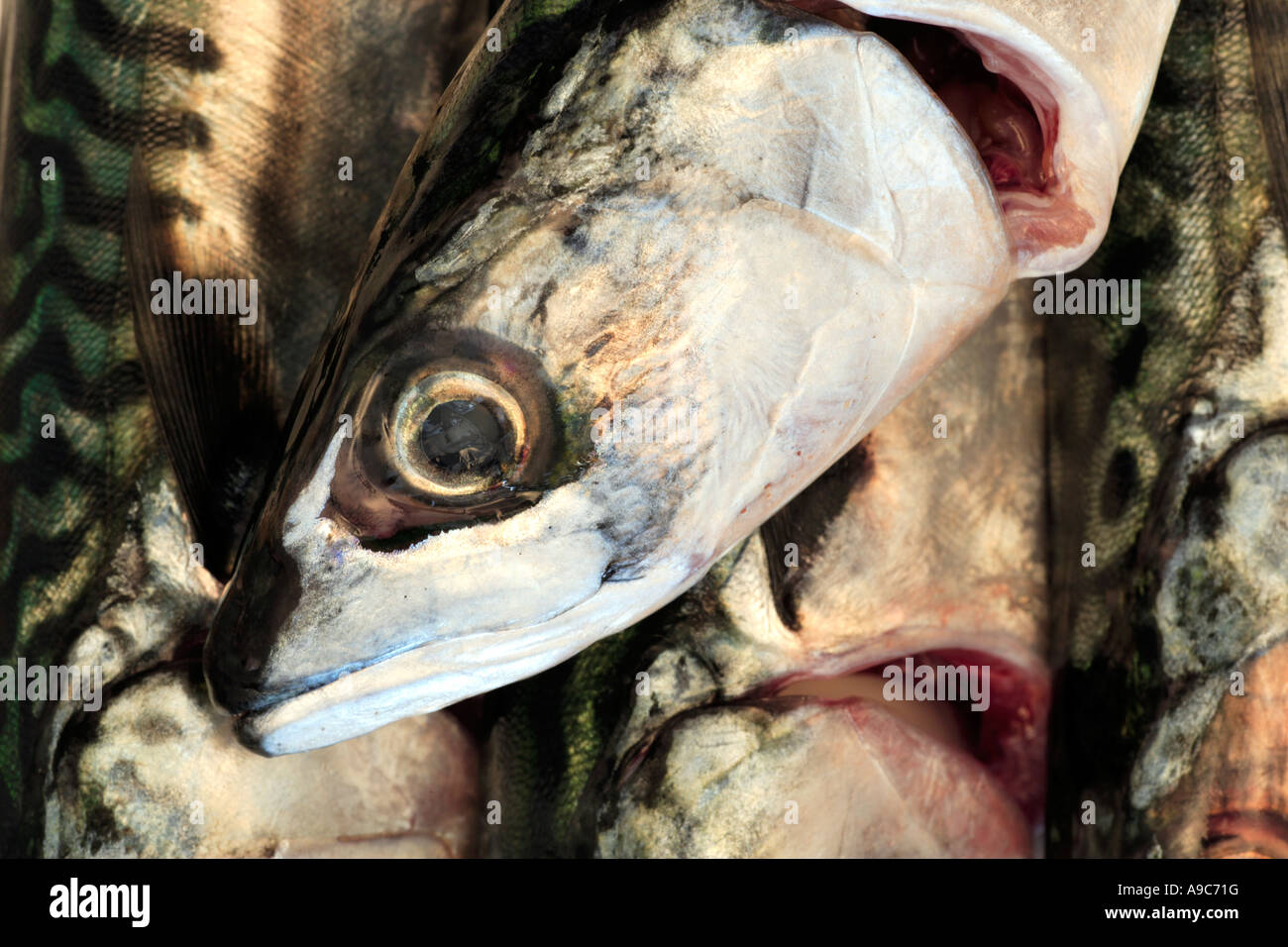 Makrele Fischkopf Stockfoto