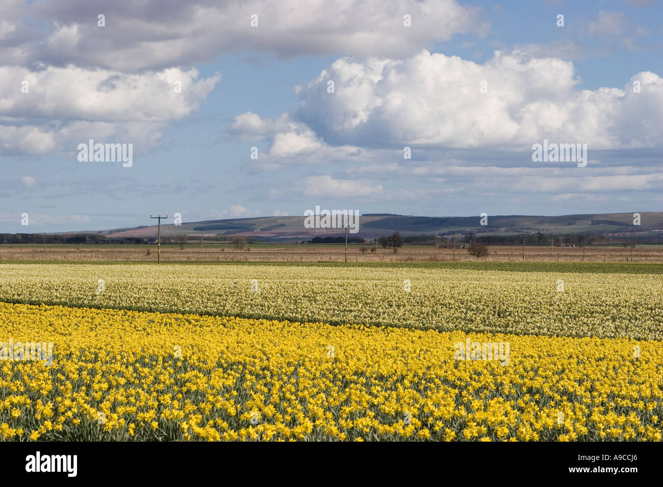 Narzisse, die wachsende  Fields der kommerziell angebauten landwirtschaftlich genutzten Narzissen in Morayshire, Nordost-Schottland, Vereinigtes Königreich Stockfoto