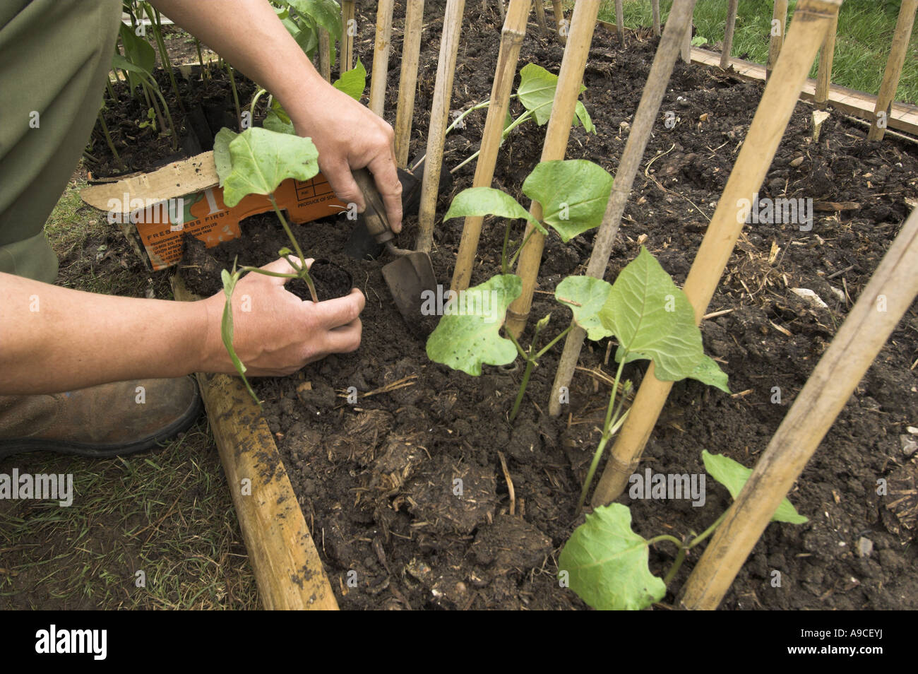 Stangenbohnen Gärtner Gewächshaus auspflanzen angehoben Pflanzen in kleine städtische Gemüsegarten UK Mai Stockfoto