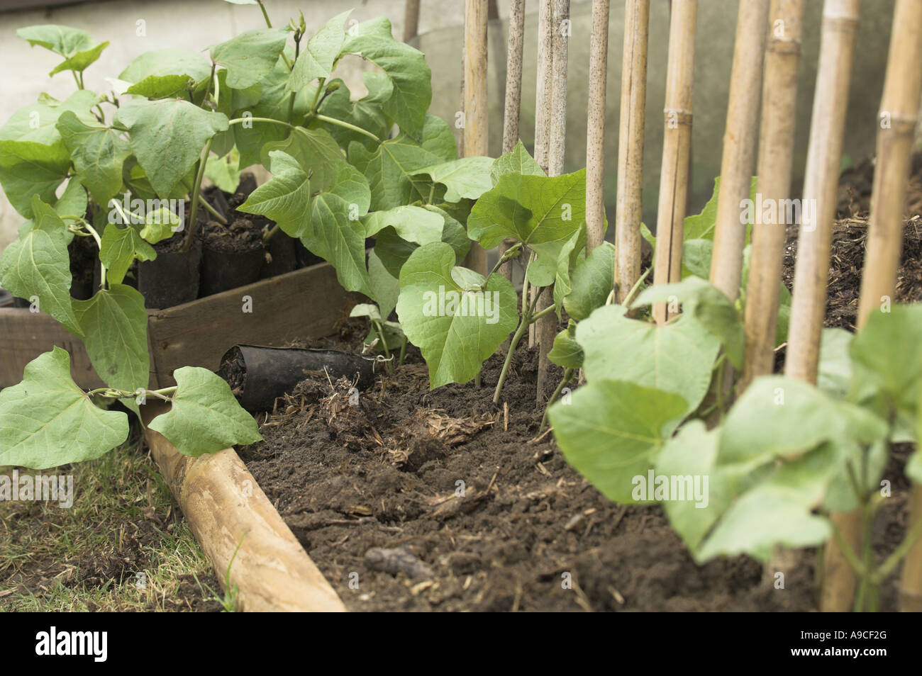 Verpflanzung Runner Bean Pflanzen UK Mai Stockfoto