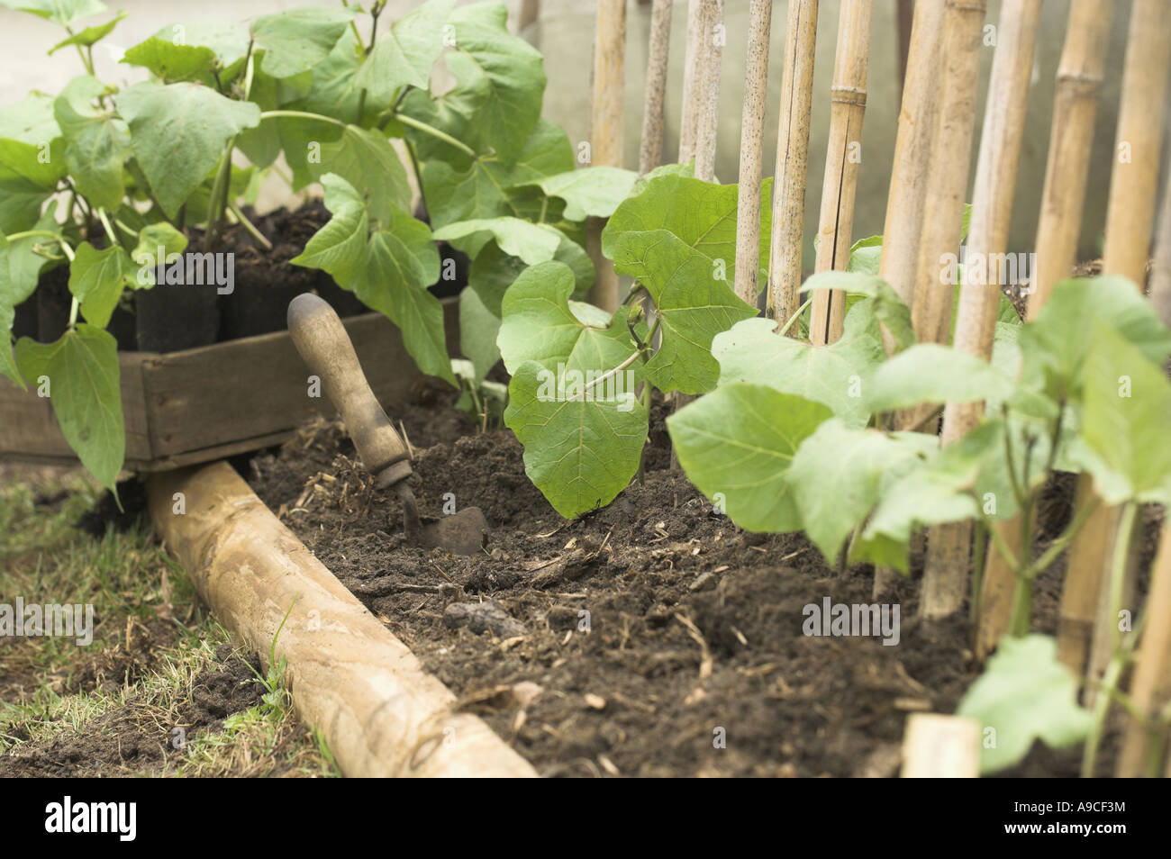 Verpflanzung Runner Bean Pflanzen UK Mai Stockfoto